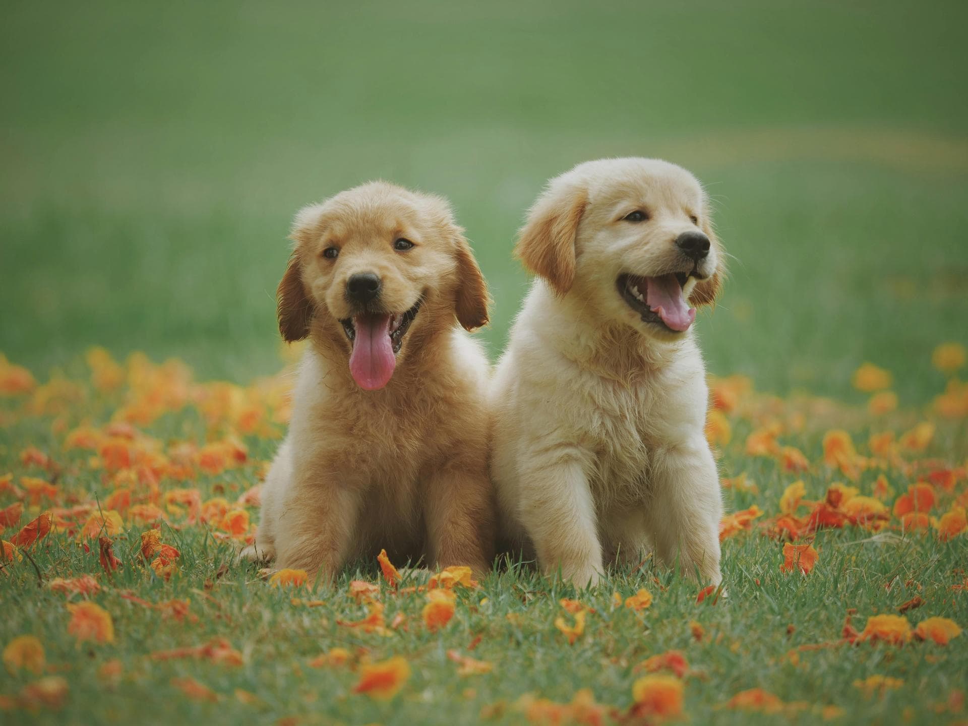 Dog & Cat Vets in Lancaster