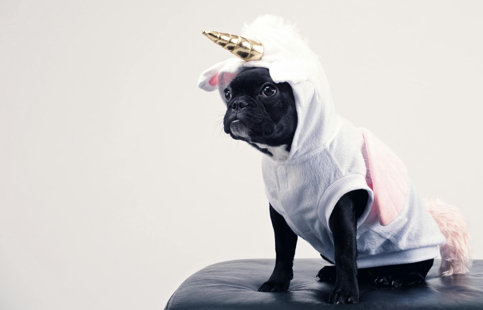 Dog & Cat Vets in Lancaster