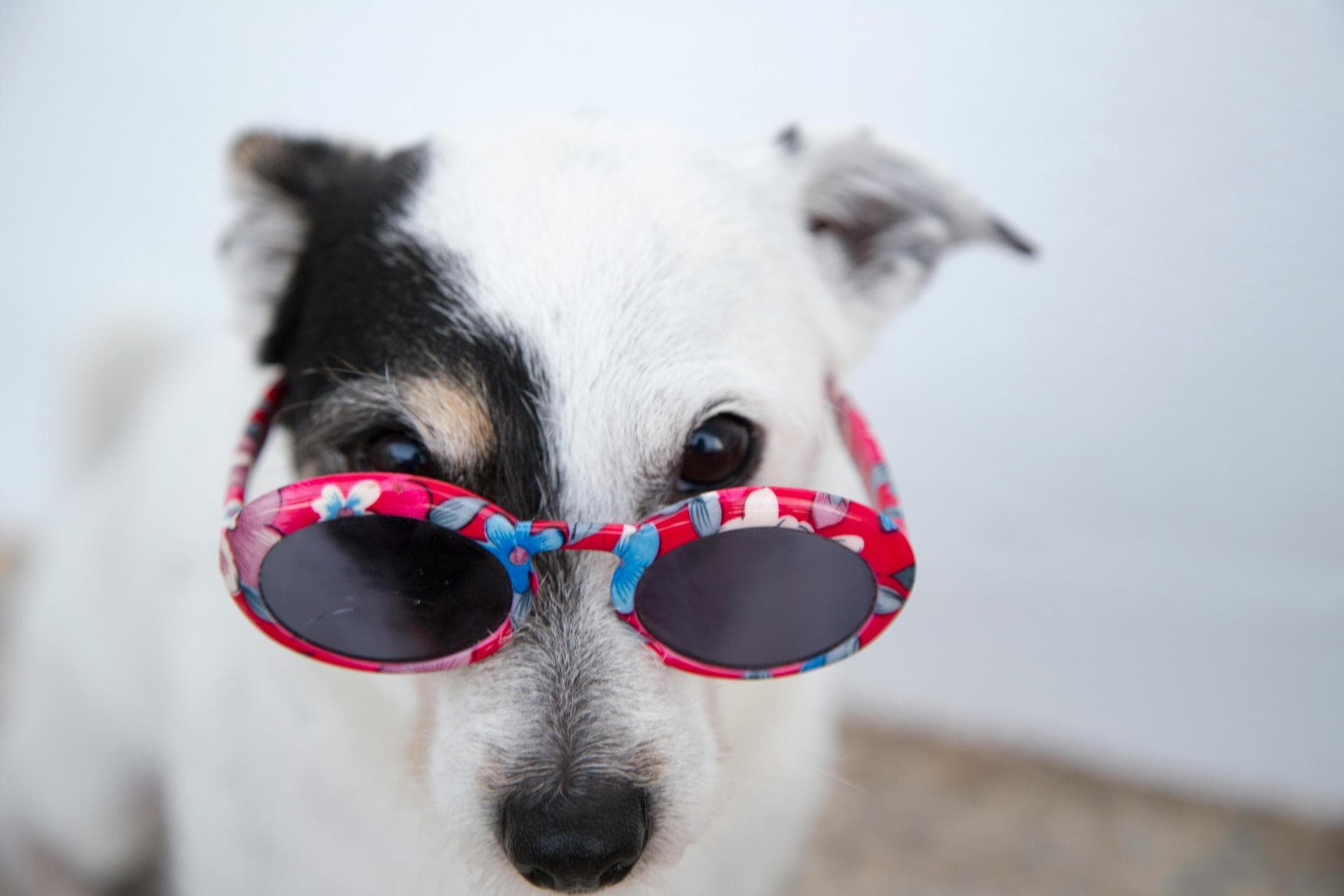 Emergency vets in Lancaster