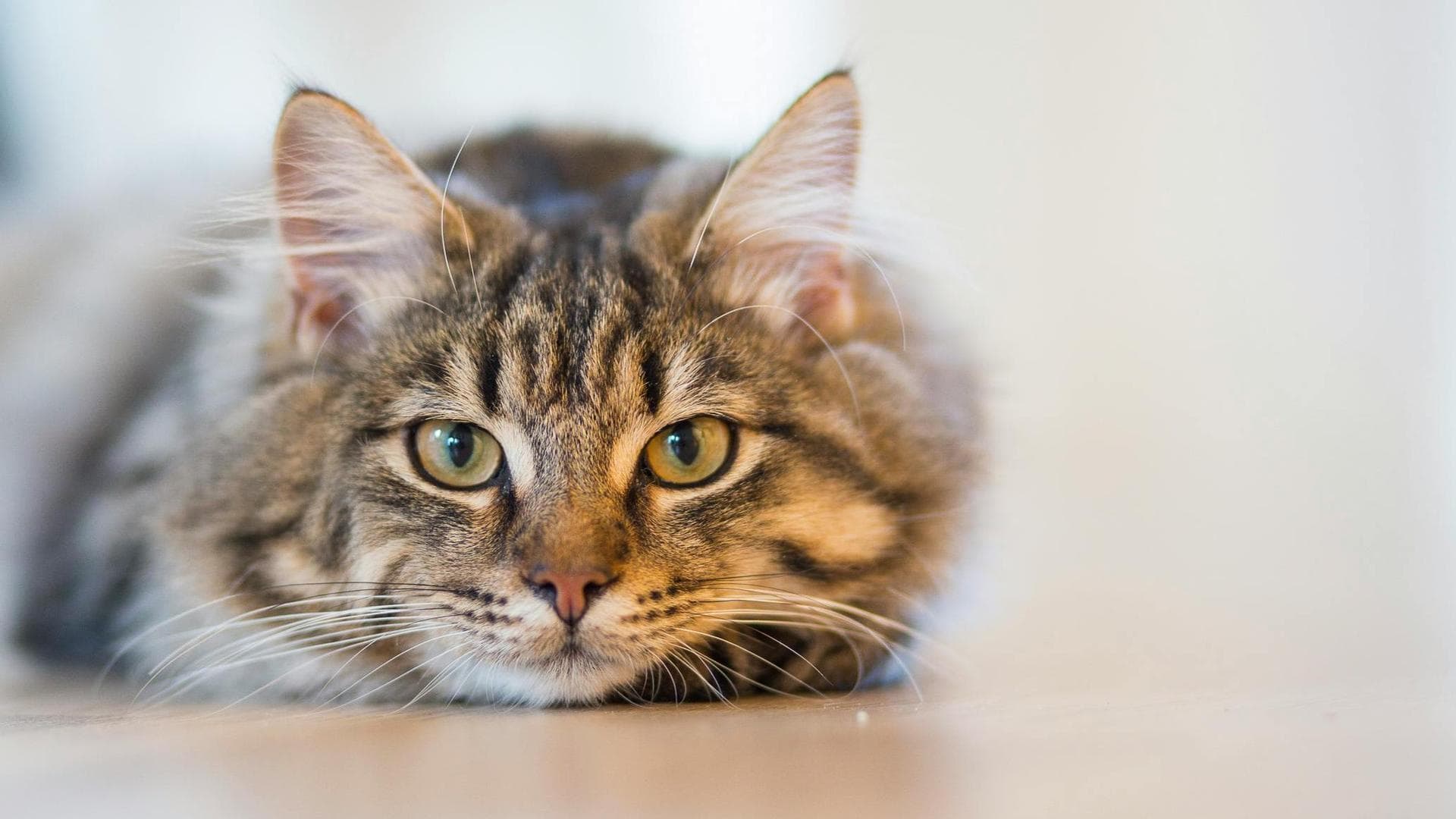 Dog & Cat Vets in Lancaster