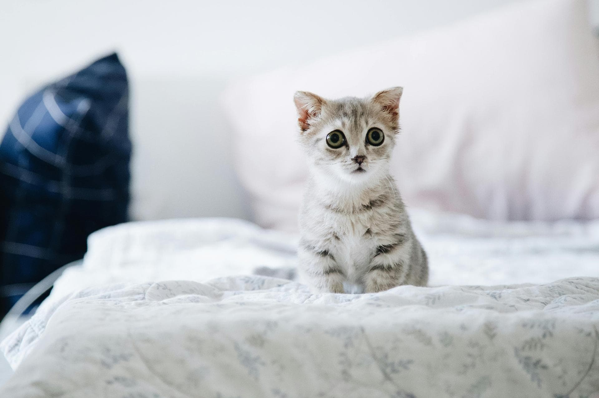 Emergency vets in Lancaster
