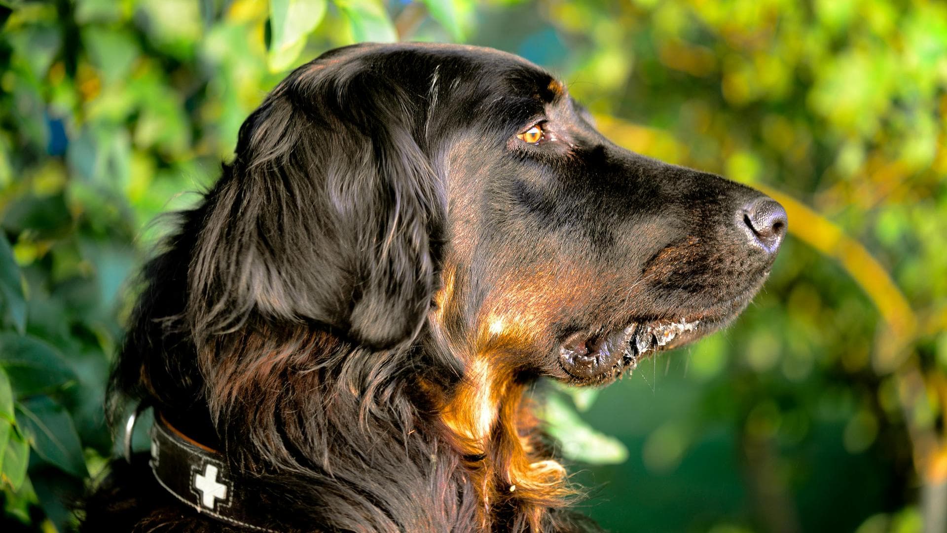 Specialist Vets in Lancaster